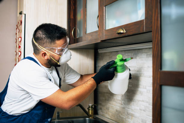 Best Affordable Pest Control Services  in Rineyville, KY