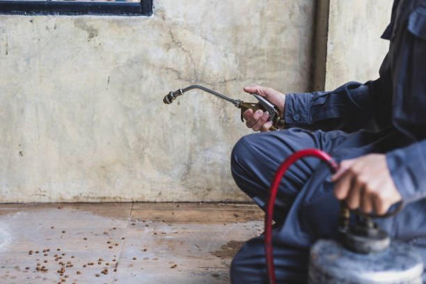 Best Local Pest Control Services  in Rineyville, KY